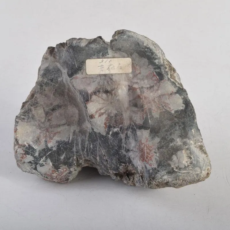 天然石 觀賞石 菊花石 擺件 重量約1267g C 8841 的縮圖