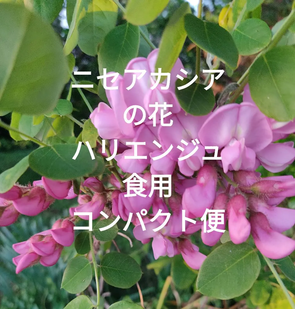 2025年最新】ニセアカシア 苗の人気アイテム - メルカリ