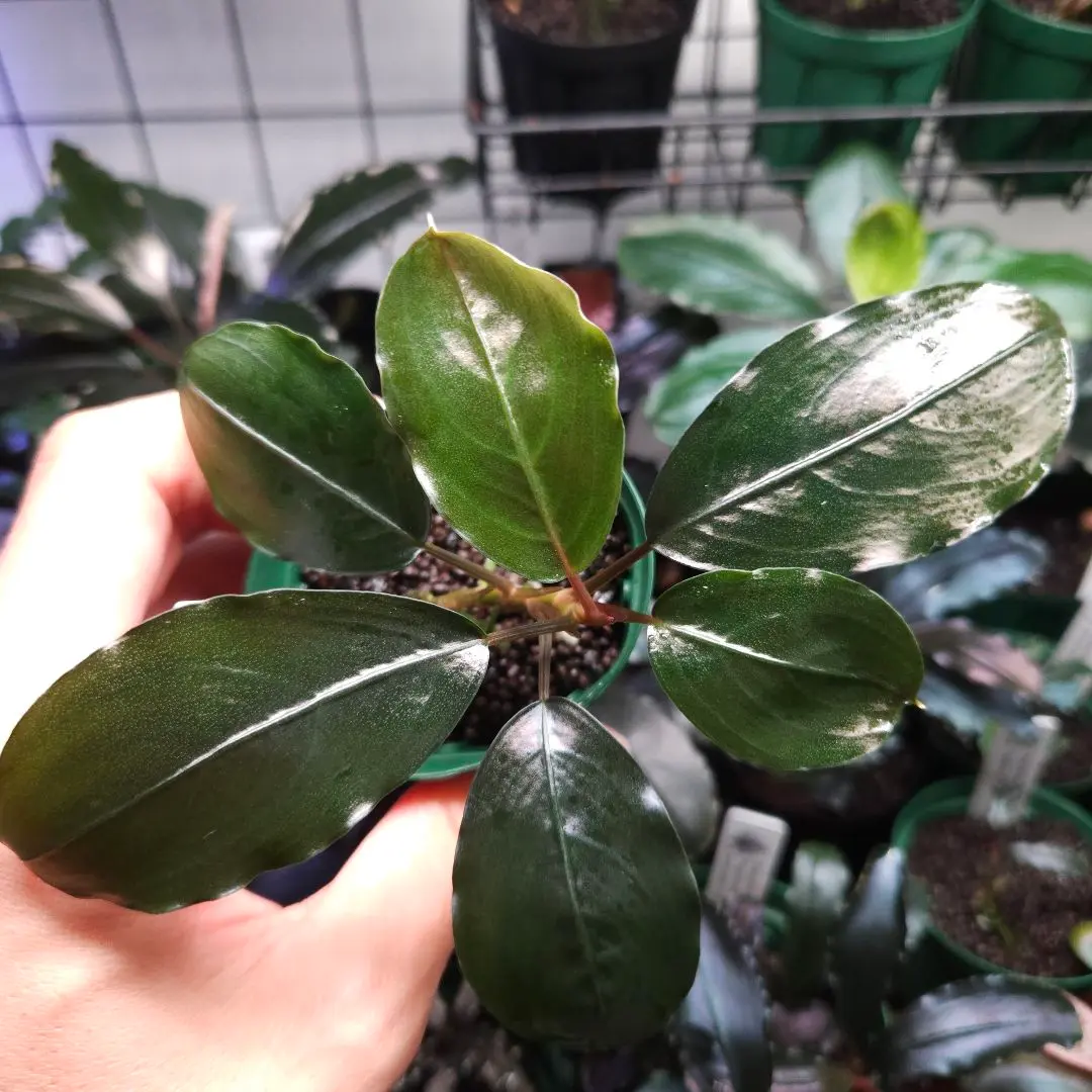 水草 Buce sp.\"Upper pearl midnight blue\" キボーデコ on X: 