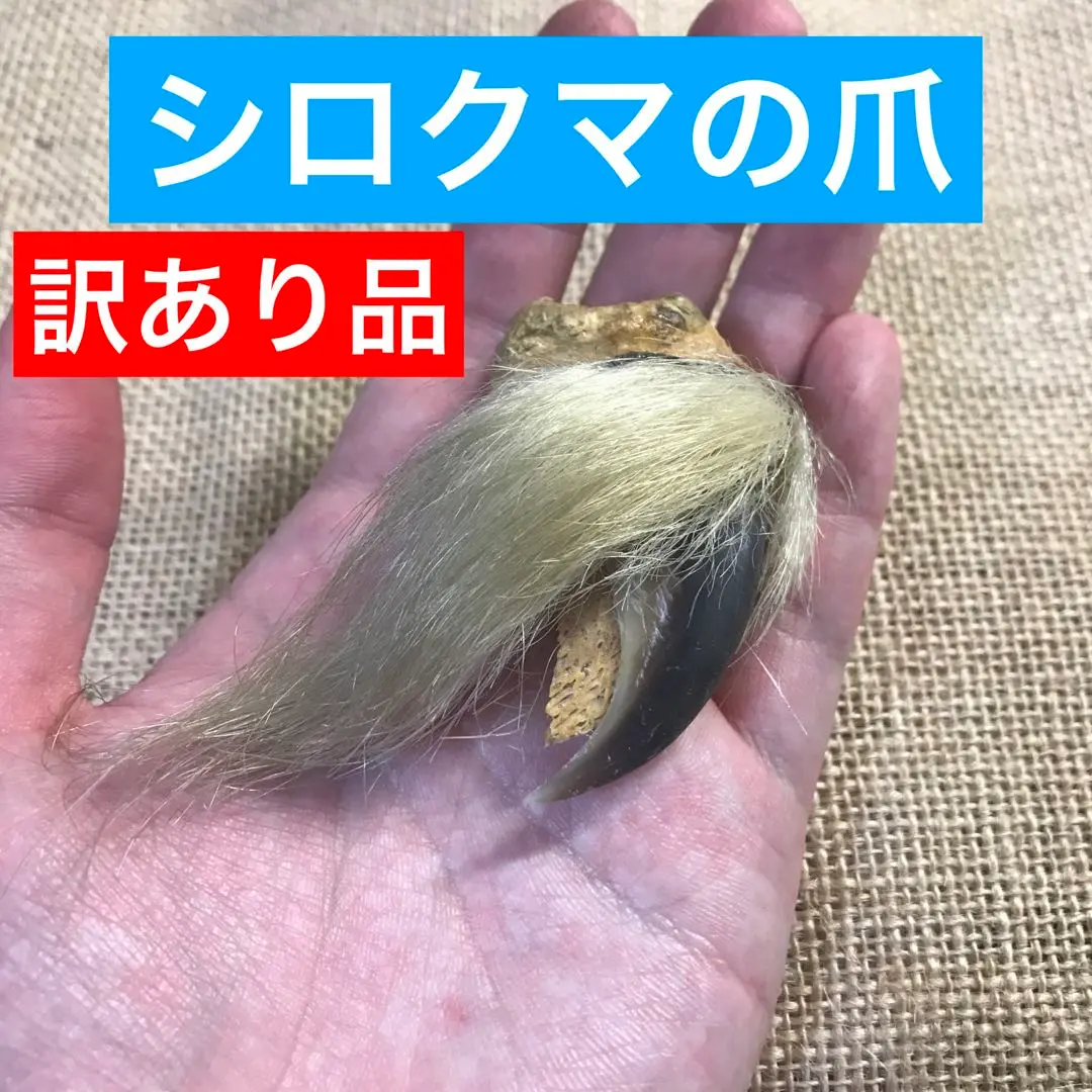 ⭐︎赤字見切り超激安⭐︎最終価格　蔵出し・白熊(北極熊)毛皮敷物 ⭐︎赤字見切り超激安⭐︎最終価格 蔵出し・白熊(北極熊)毛皮
