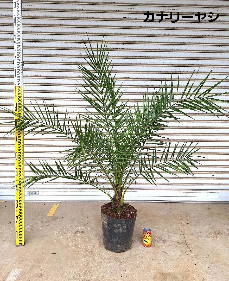 2025年最新】カナリーヤシの人気アイテム - メルカリ