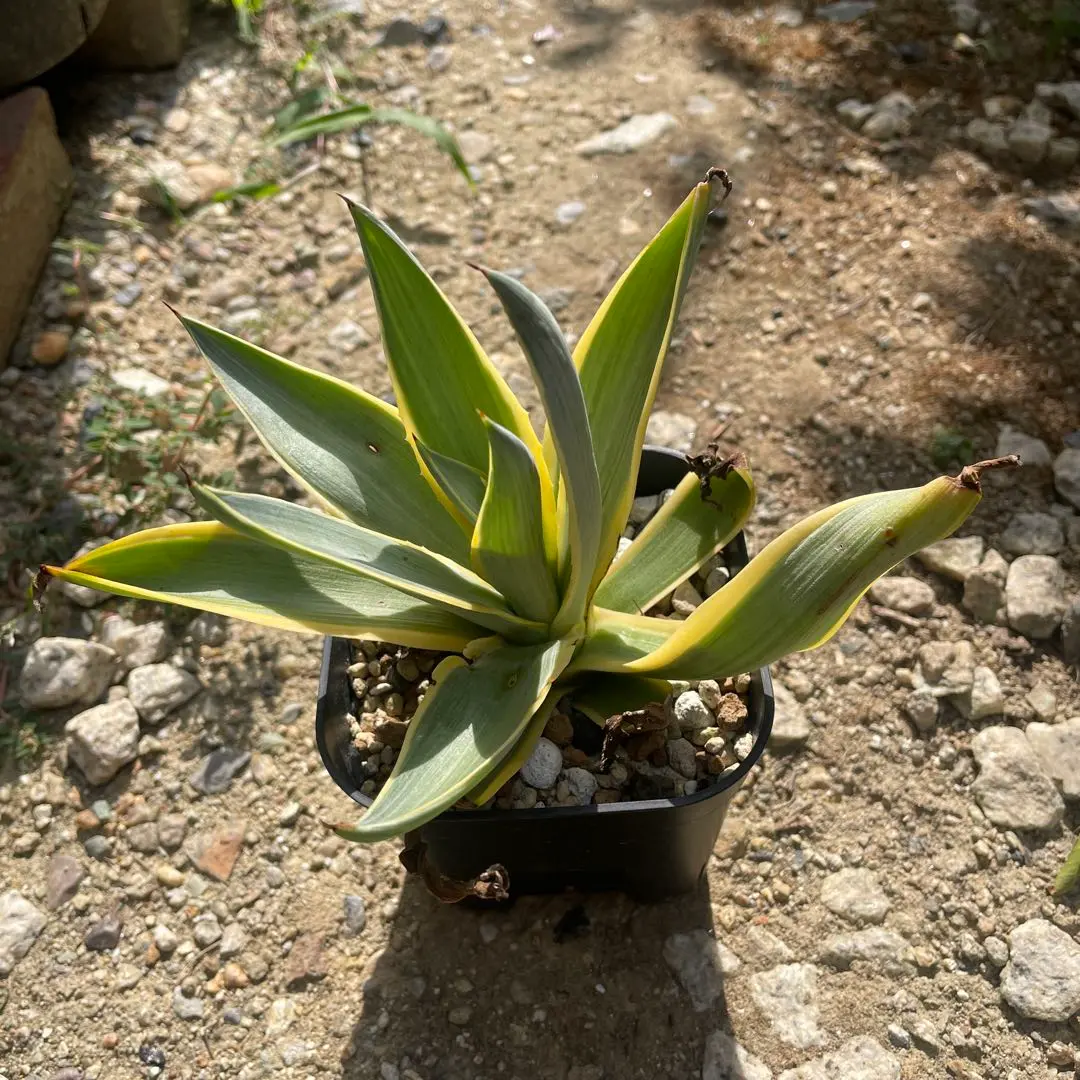 アガベ　ブルームーン　銀河旅人　37cm アガベ デスメティアーナ '銀河旅人' Agave desmetiana 'Blue