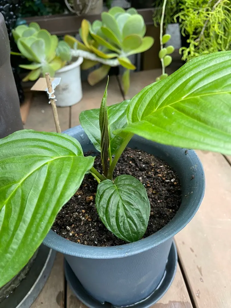 タッカ インテグリフォリア Amazon｜タッカ インテグリフォリア Tacca Integrifolia (疫合格