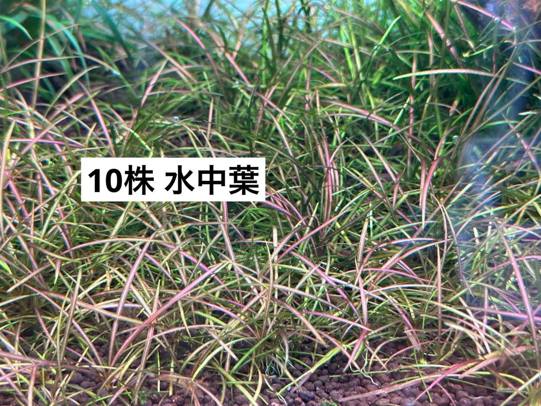 2025年最新】エキノドルス テネルス レッドの人気アイテム