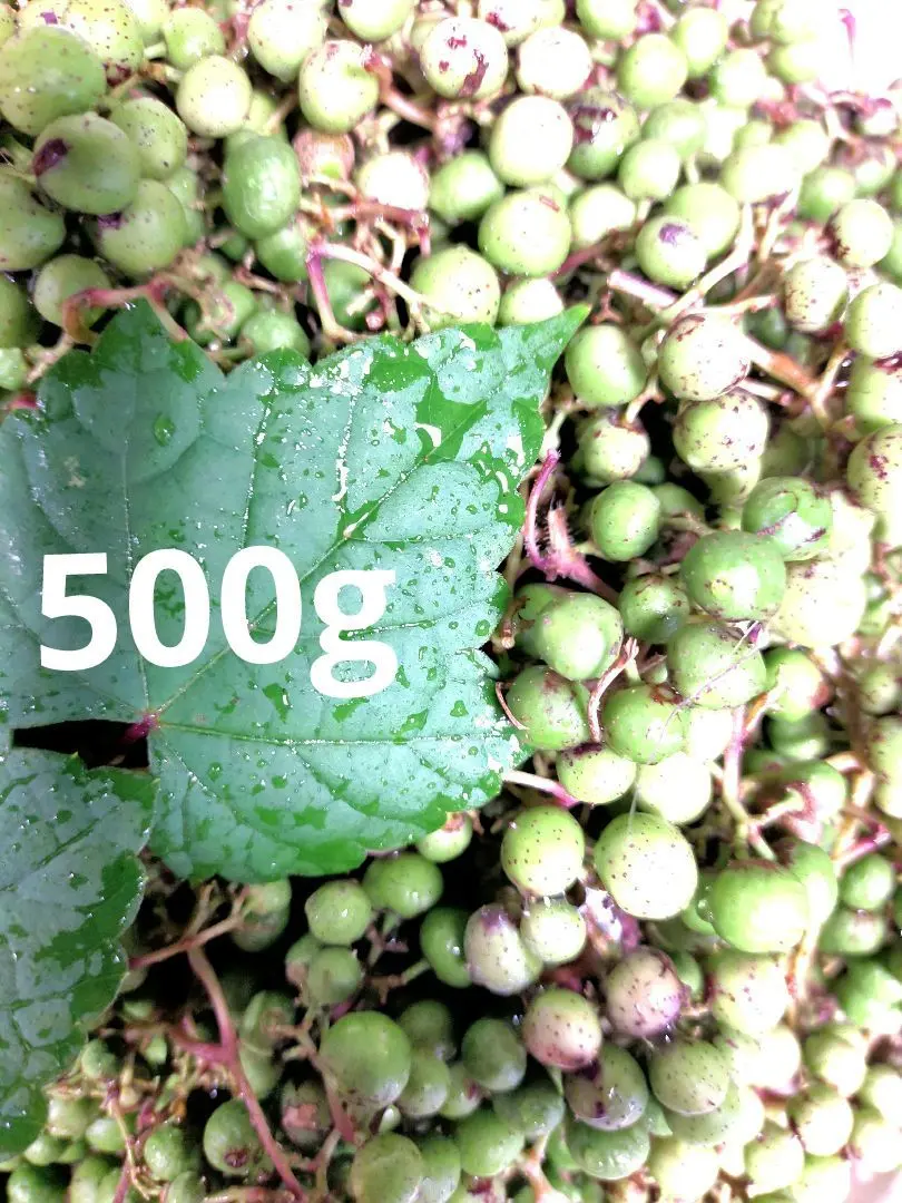 【陰干し自然乾燥　健康馬ブドウ茶】野ぶどう茶　１kg　発送日に新鮮袋詰め❗️ 楽天市場】特選 野ぶどう茶（馬ぶどう茶)』3g×15バック入り×2袋