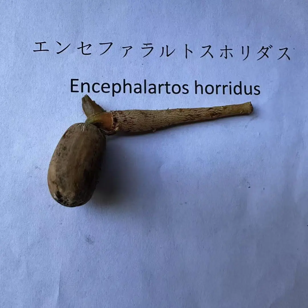 4Encephalartos horridusエンセファラルトスホリダス種子1粒 ROUTE BOTANICALS | #Encephalartos #horridus エンセファ