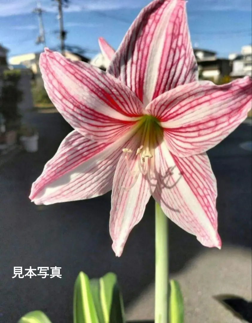 アマリリス♡ 楽天市場】【予約】球根 ポット植えアマリリス 桃色種 1ﾎﾟｯﾄ