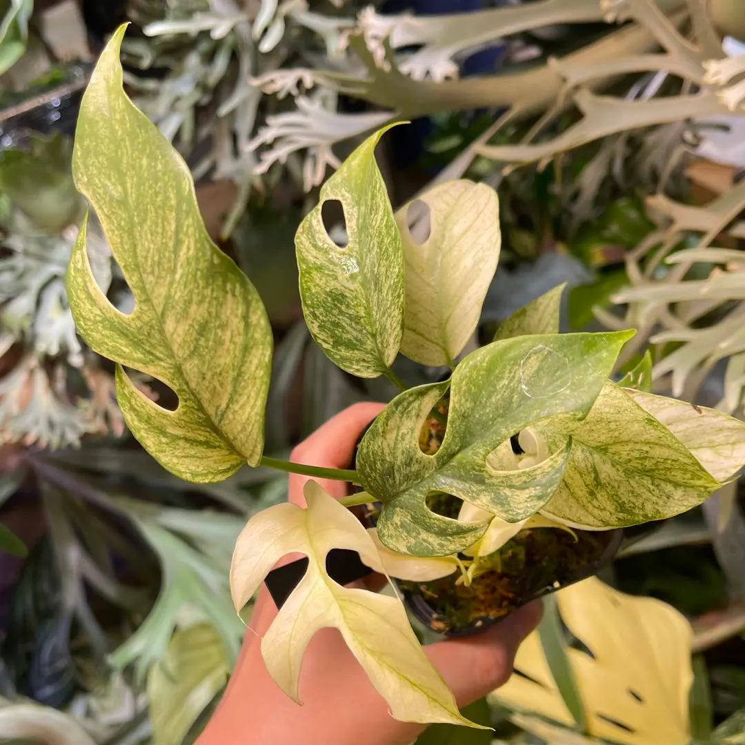 あくは/斑入り植物コレクター様　ホワイトモンスター　発根済 あくは/斑入り植物コレクター様ホワイトモンスター発根済