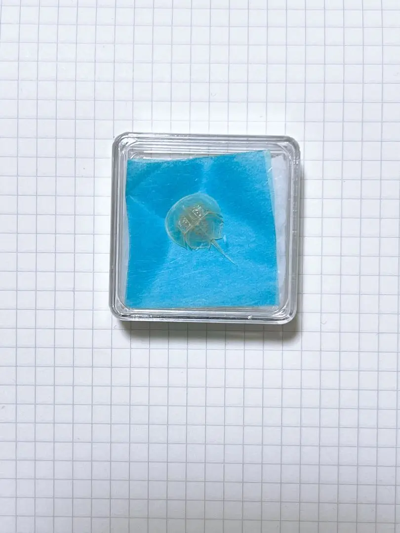2025年最新】カブトガニの抜け殻の人気アイテム - メルカリ