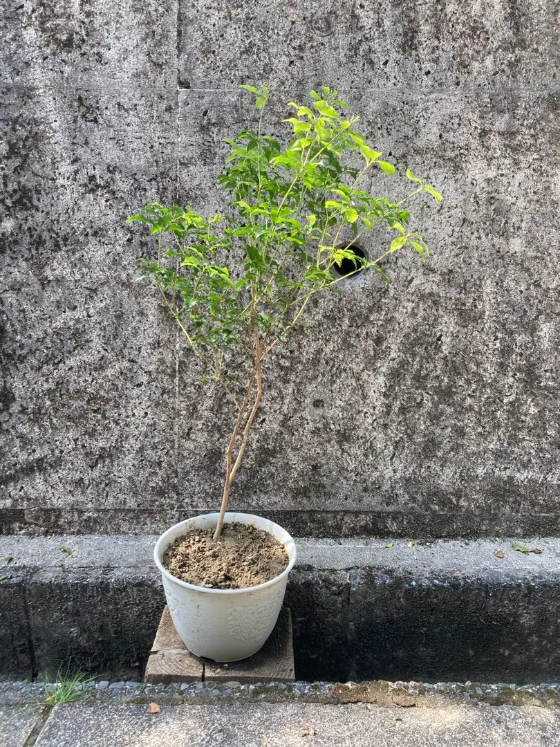 山採り アセビ 馬酔木 約140センチ 常緑樹