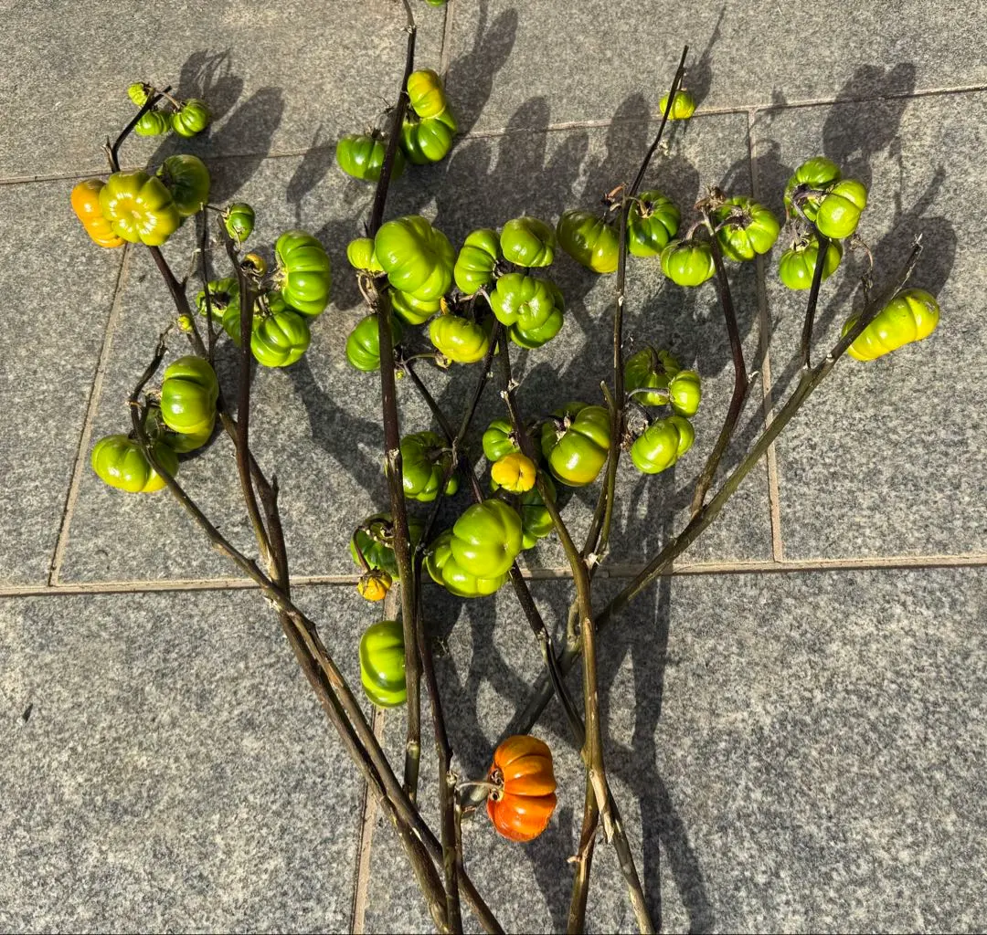 2025年最新】ソラナム ドライの人気アイテム - メルカリ