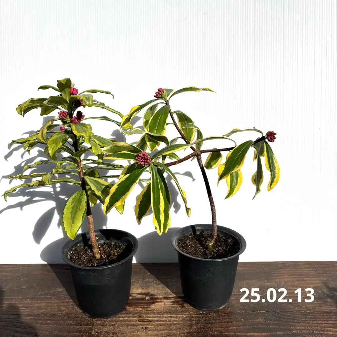 沈丁花　前島&信濃錦４寸 4個セット 沈丁花 前島&信濃錦4寸 4個セット