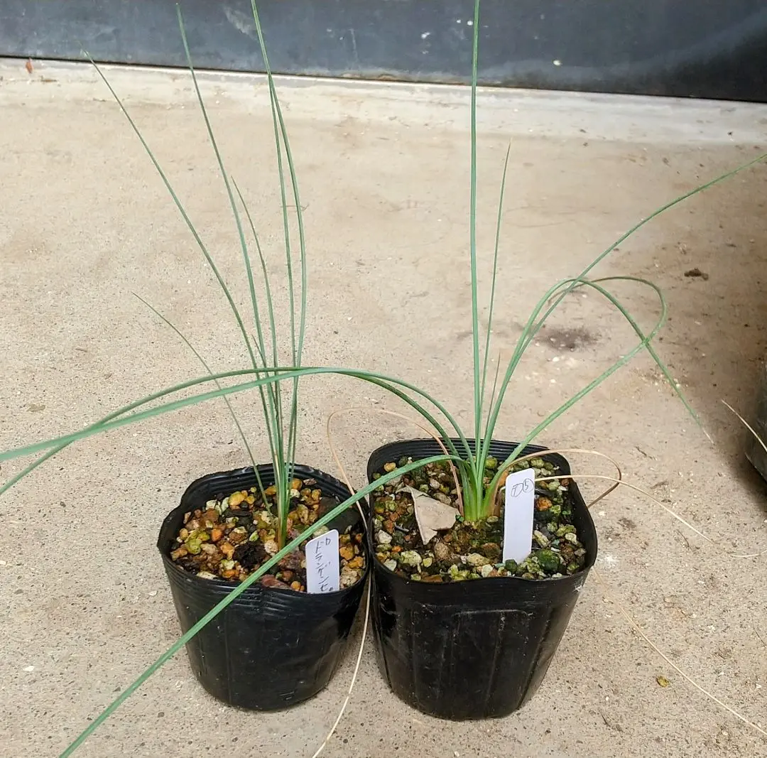 kou　ダシリリオン　テキサナム　７号鉢つき ダシリリオン テキサナム 7号鉢つき 観葉植物