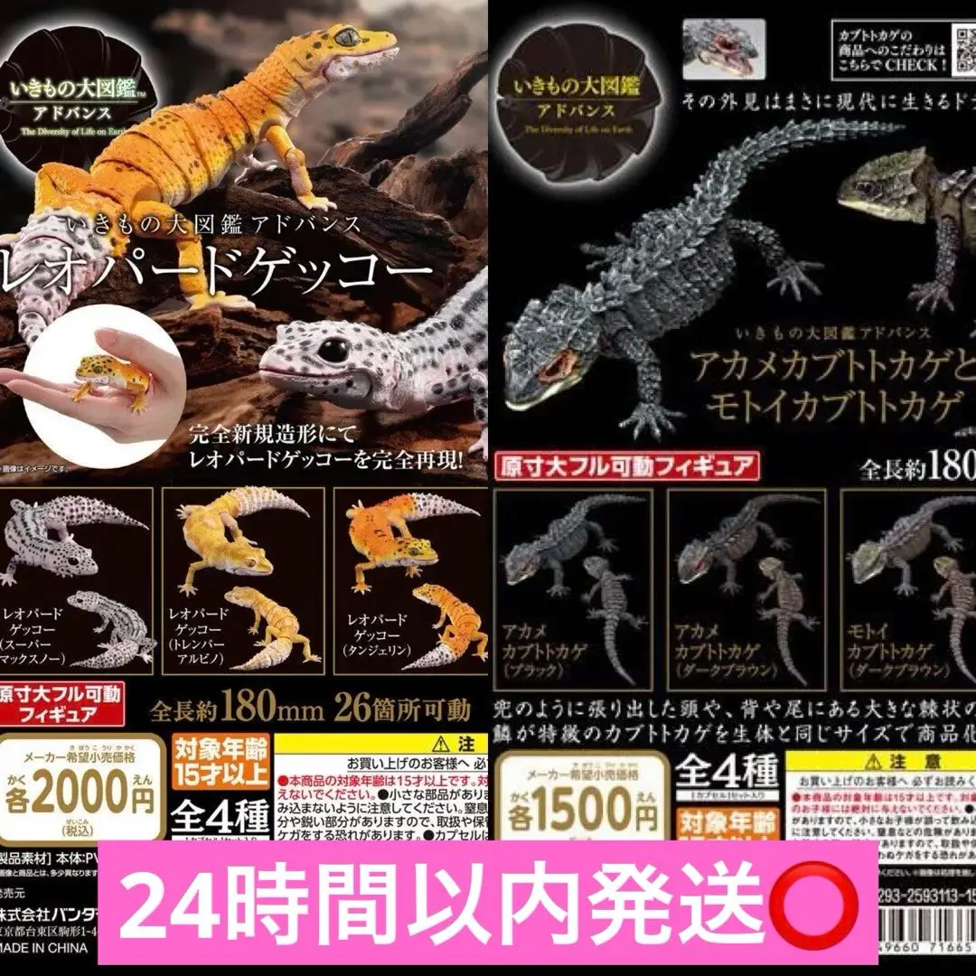 いきもの大図鑑アドバンス アカメカブトトカゲとモトイカブト