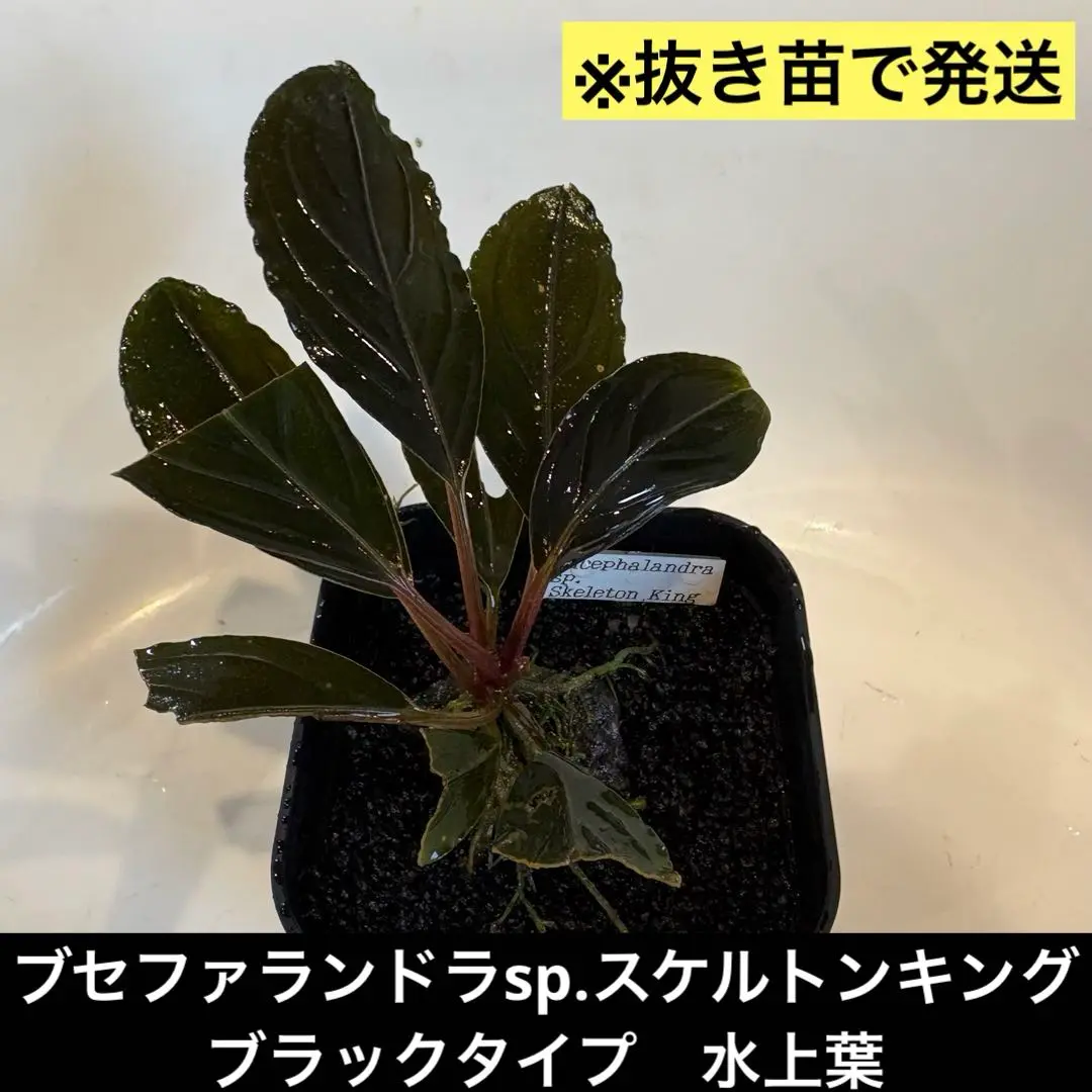 2025年最新】ブセファランドラ sp. スケルトンキングの人気