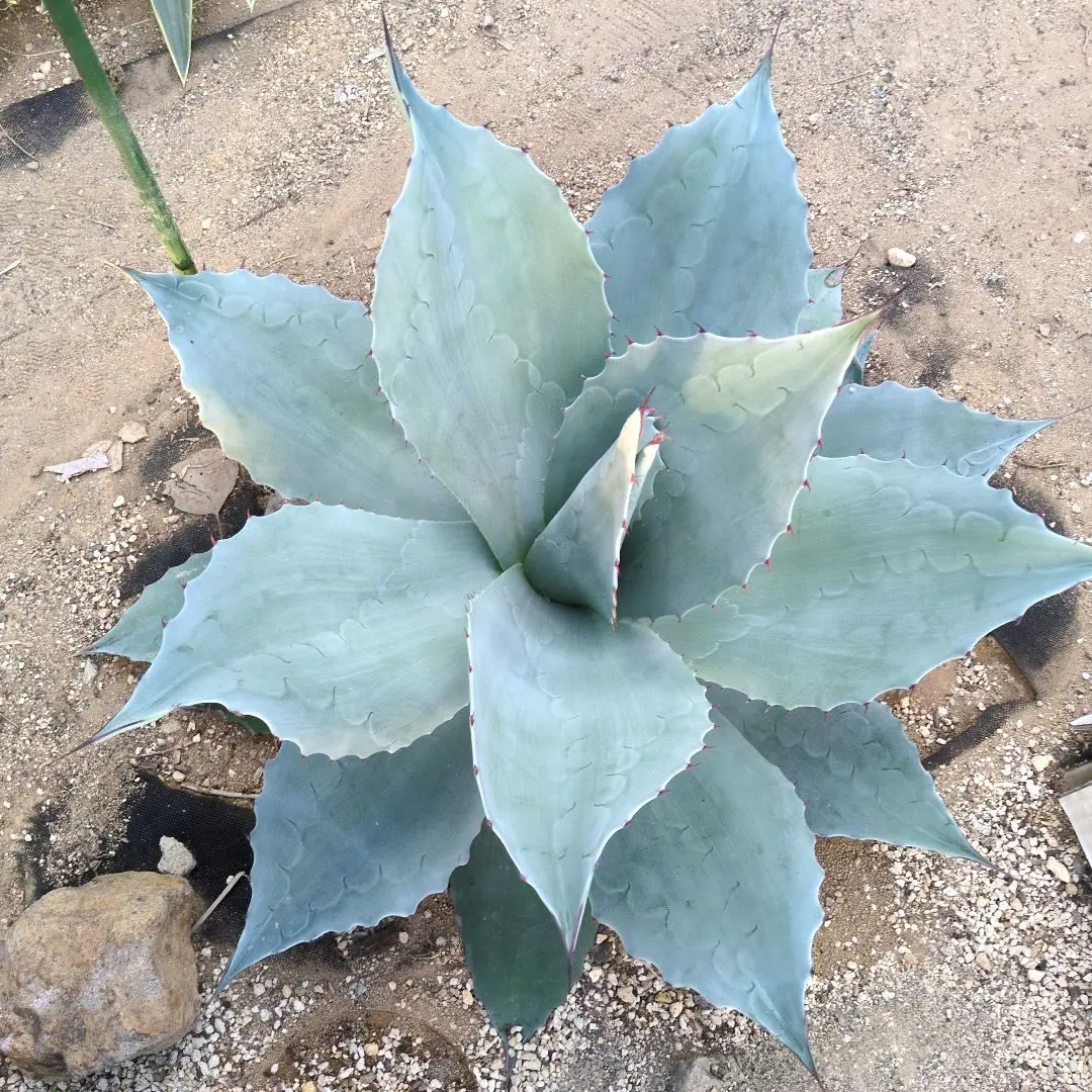 2025年最新】オバティフォリア フロスティブルーの人気アイテム - メルカリ