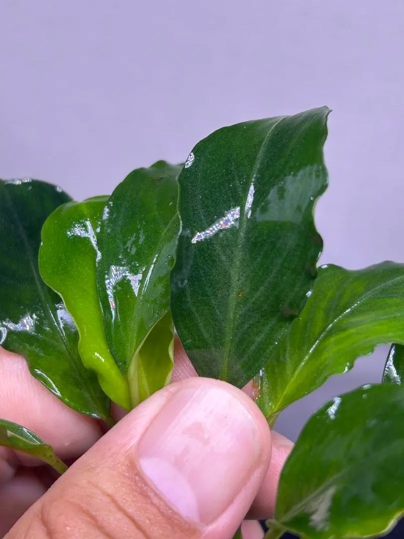 あかつき様　確認用　Bucephalandra sp.Pearl gray 2025年最新】ブセファランドラ パールグレイの人気アイテム