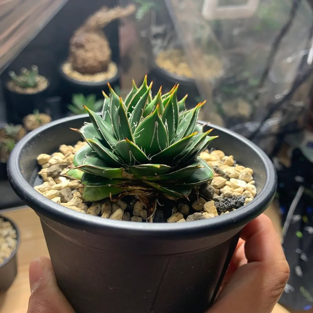 2025年最新】アガベ 王妃笹の雪 a型の人気アイテム - メルカリ