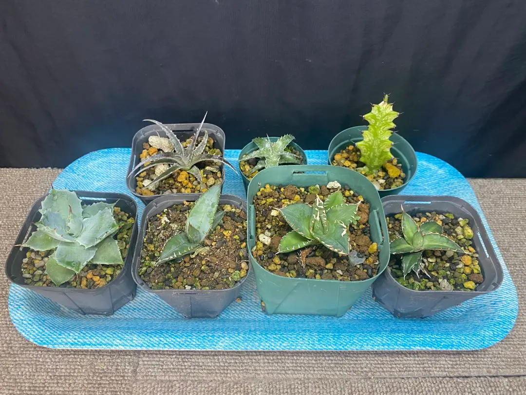 P*Y様 希少種【多肉植物】ユーフォルビア・イエローゴースト（4号深型スリット鉢 2025年最新】イエローゴースト ユーフォルビアの人気アイテム