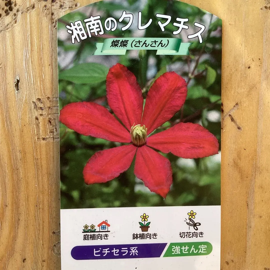 クレマチス　セール中‼️　プロフ必読‼️ クレマチスシリーズ 2025 No.2】竹間園芸さんの壺型クレマチス