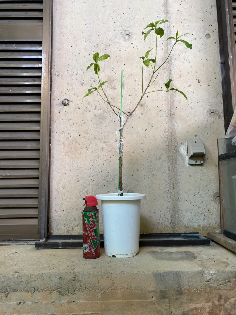 2025年最新】アビウの人気アイテム - メルカリ