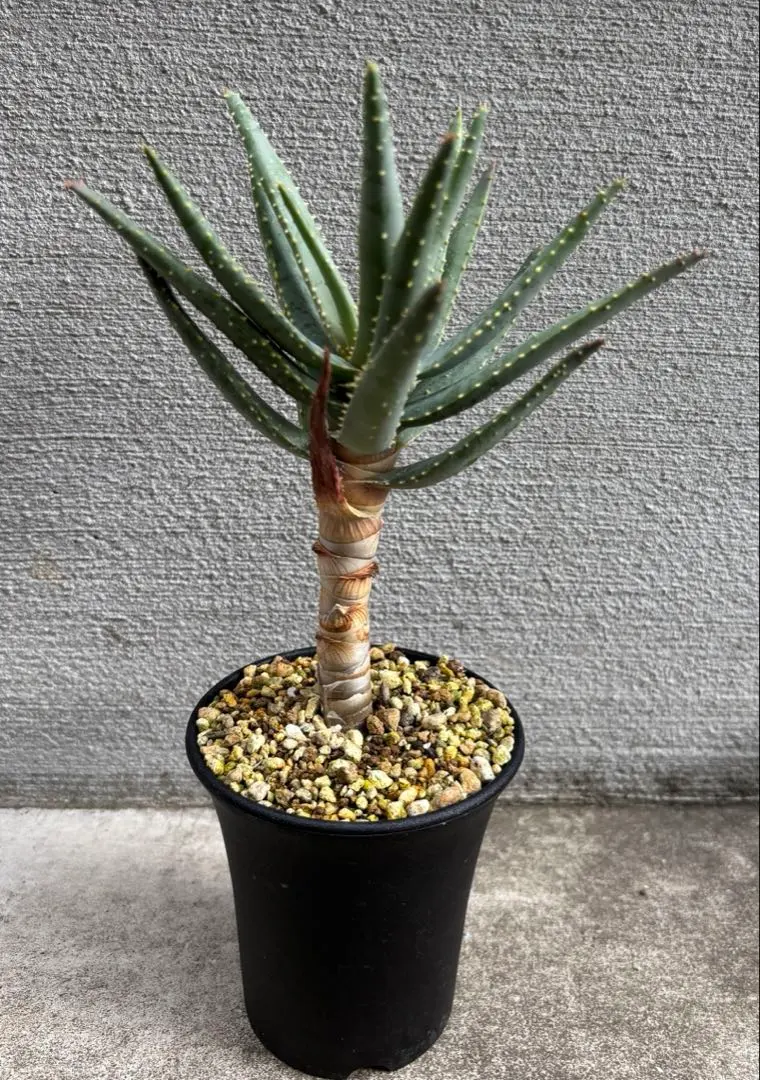 2025年最新】ディコトマの人気アイテム - メルカリ