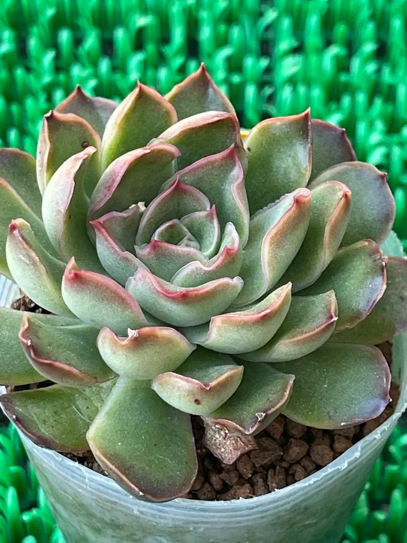 すみれ牡丹 エケベリア 多肉植物 抜き苗 66🌹🌹バイオレットクイーン すみれ牡丹｜🍀GreenSnap（グリーン