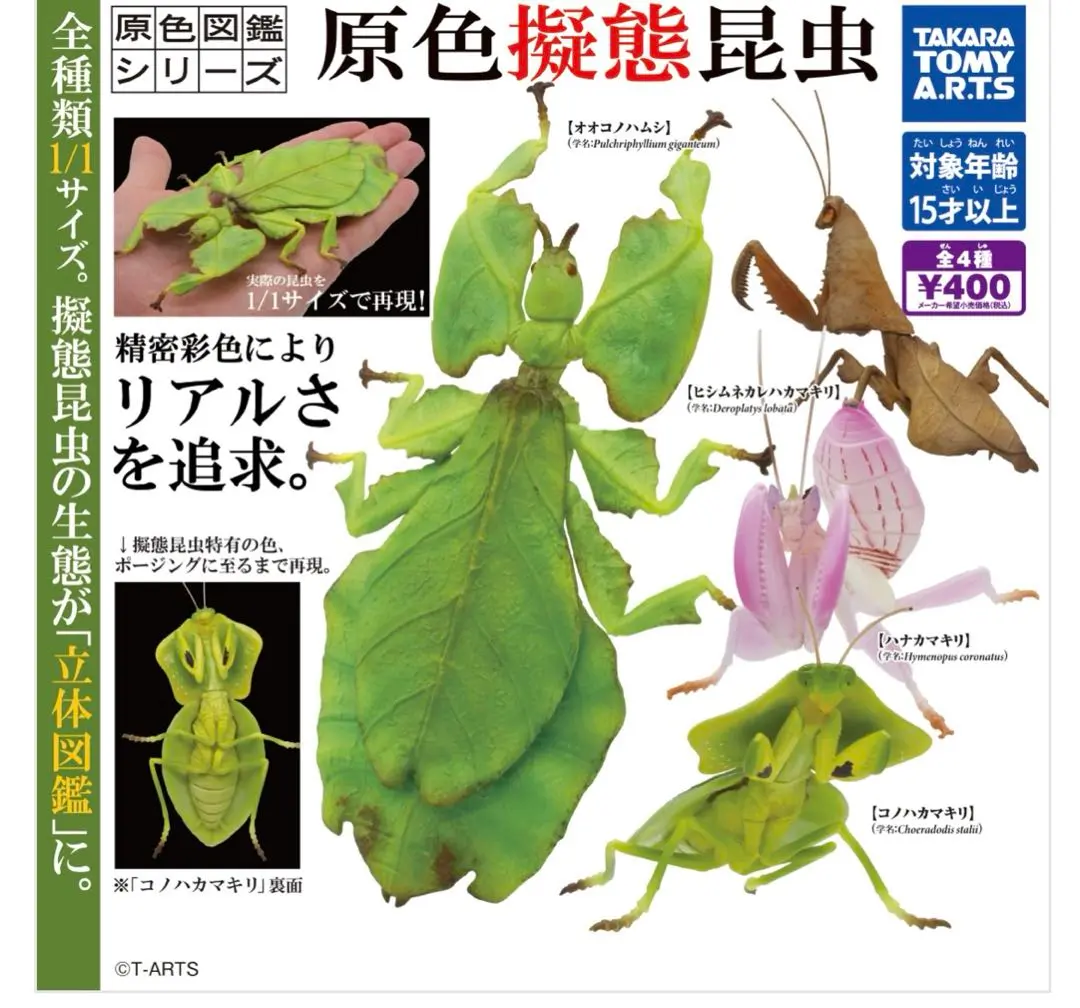 3色コノハムシ標本