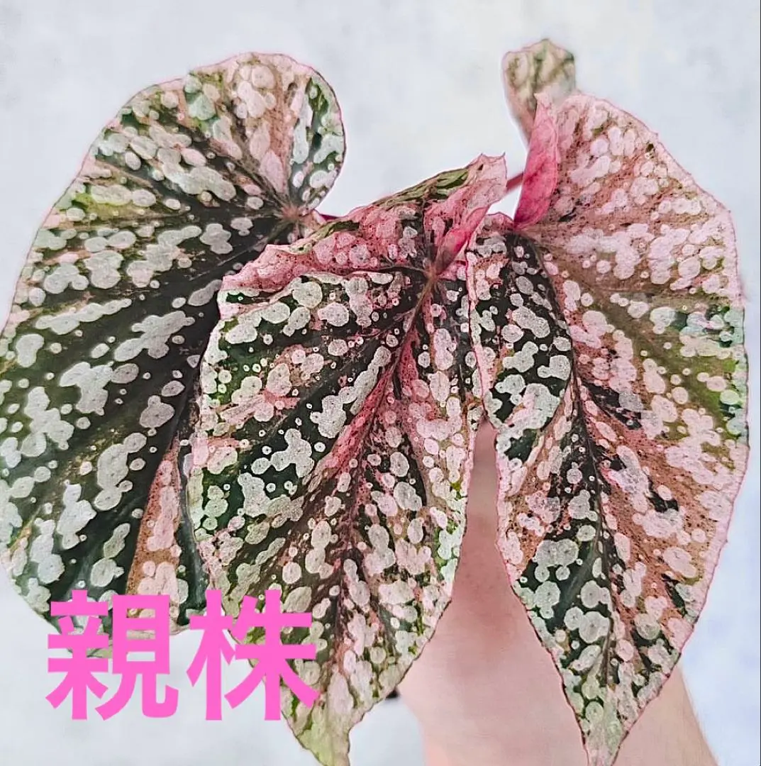 ベゴニア スノーキャップド ピンク斑入り Snow Capped 激レア