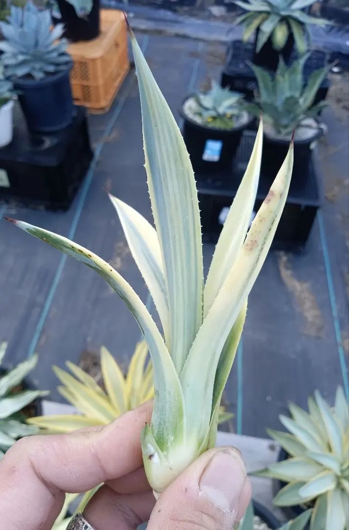 2025年最新】オバティフォリア 斑の人気アイテム - メルカリ