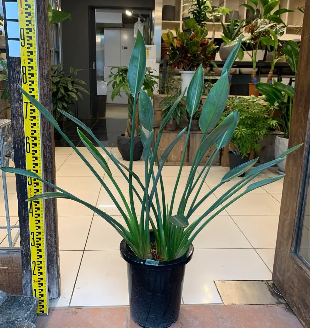 希少 ストレリチア ノンリーフ ユンケア 4株植え 観葉植物 大型 calm ストレリチア：ユンケア（ノンリーフ) 10.5cmロングポット1本