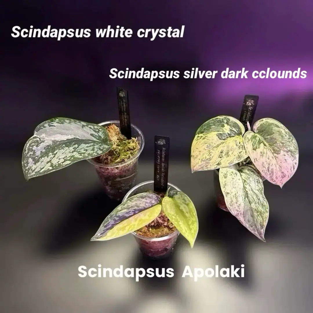スキンダプサス　アポラキ　 A1 Yahoo!オークション - 希少 スキンダプサス アポラキ SCINDAPSUS