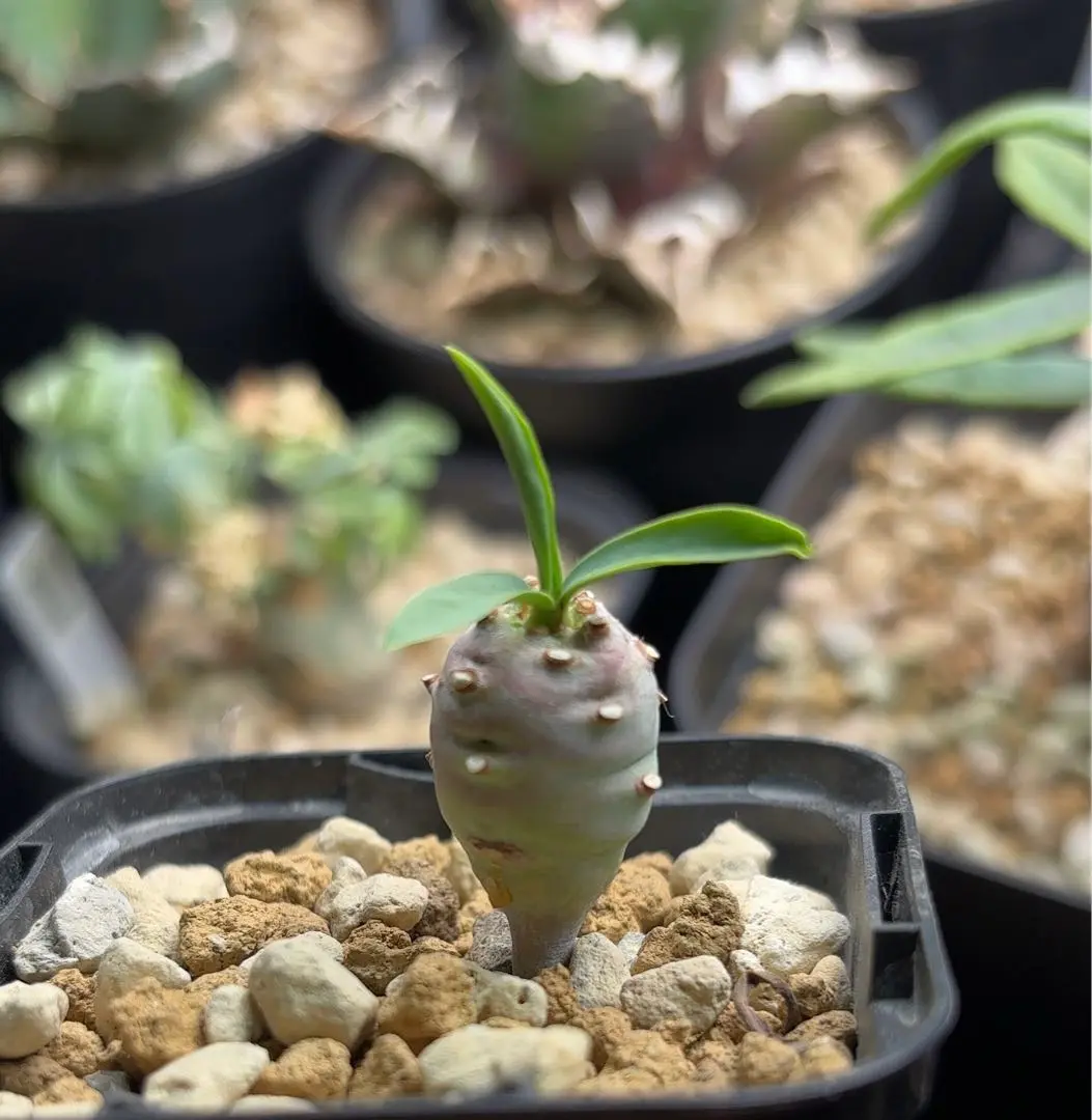 エチュベルクローサ　ユーフォルビア　種子　種5粒　　超新鮮　自家採取　塊根植物 お得】 ユーフォルビア エチュベルクローサ 種子 5粒 自家採取