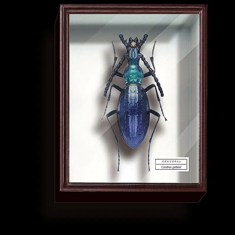 ラオス切手 甲虫 昆虫 王国 1968 全5種 NH オオルリ玉虫 ລາວラーオ 2025年最新】オオルリタマムシの人気アイテム - メルカリ