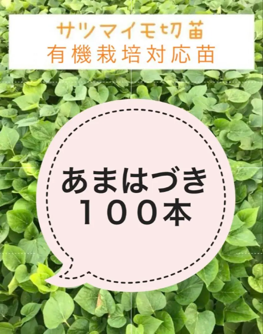 2025年最新】あまはづき 苗の人気アイテム - メルカリ