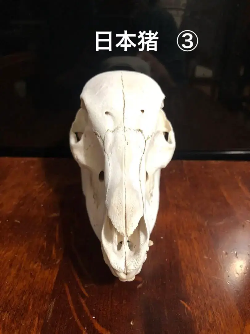 天然 日本猪 頭蓋骨 ⑦ 天然 日本猪 頭蓋骨 ⑦（イノシシの頭骨標本が一つ完成 | 南四国