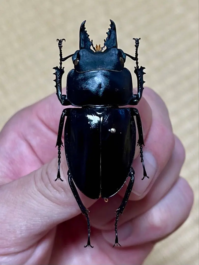 2025年最新】マルバネクワガタ 標本の人気アイテム - メルカリ