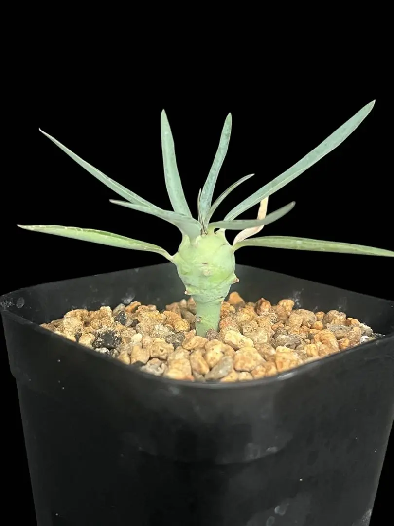 ユーフォルビア　エチュベルクローサ　花芽　実生　コーデックス　塊根植物　パキプス ユーフォルビア エチュベルクローサ 実生 コーデックス 塊根植物