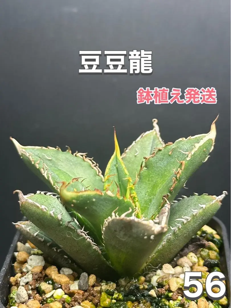 2025年最新】アガベチタノタ豆豆龍の人気アイテム - メルカリ