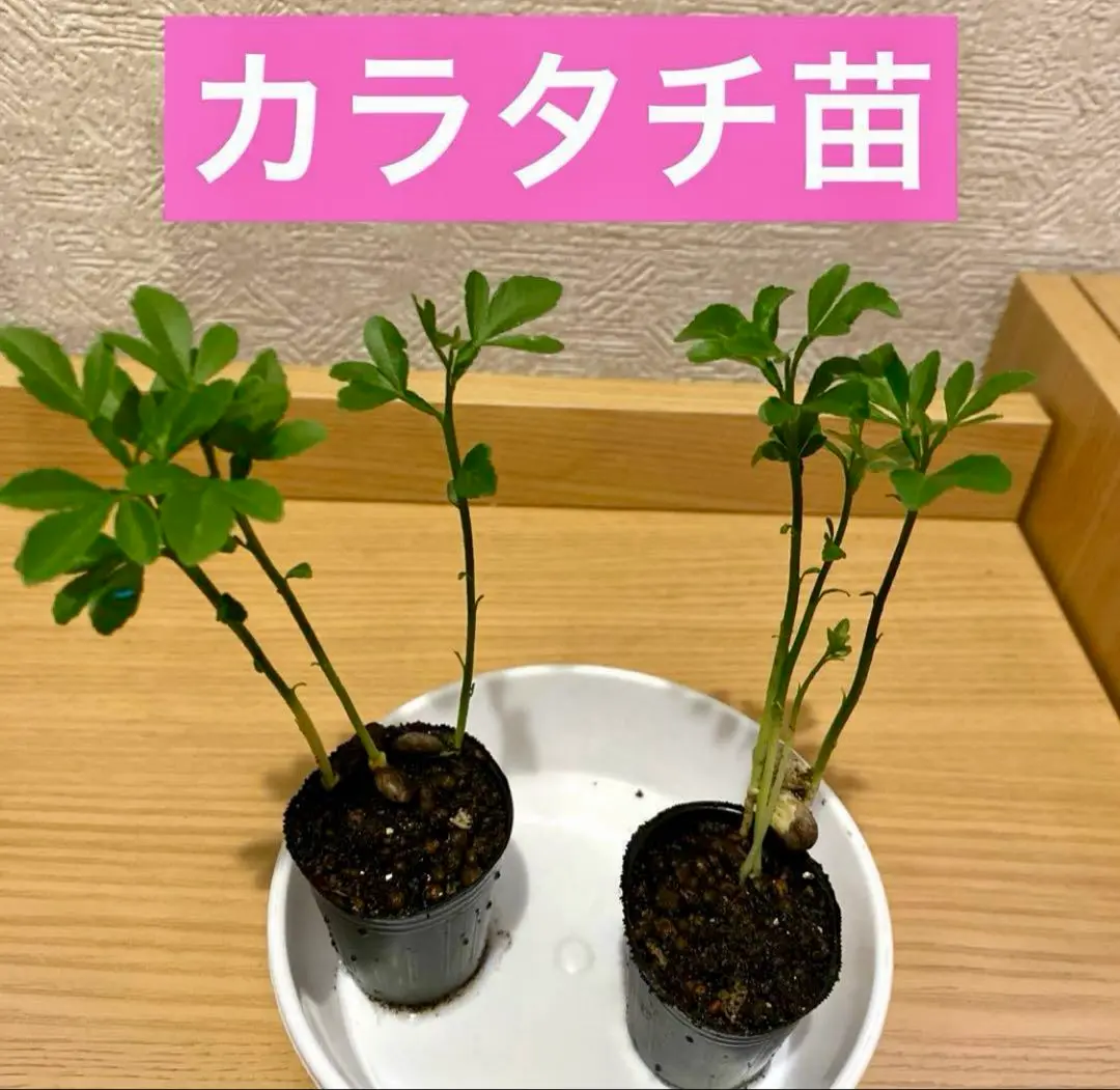 希少　レンブ大苗木　1株 希少 レンブ大苗木 極太 1株