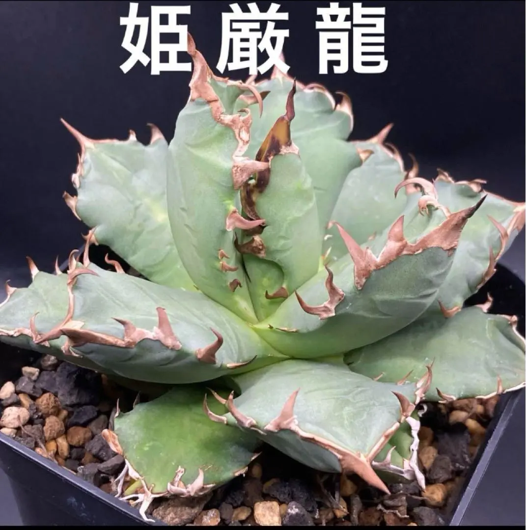 ブ*リ様 19アガベAgave 牡丹葉白鯨 極上強棘陽炎狂刺 大甲蓋球形包葉形 x706アガベAgave 牡丹葉白鯨 極上強棘陽炎狂刺 大甲蓋球形包葉形