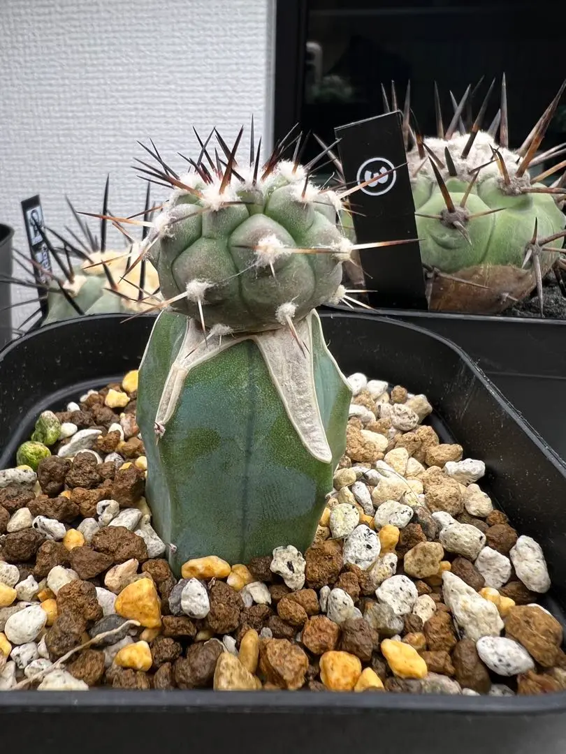 サボテン　コピアポア黒王丸　接ぎ木 コピアポア 黒王丸（接ぎ木） | hanayoshi-botanical