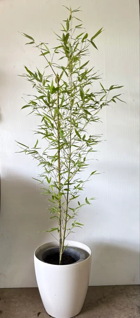 金明布袋竹　キンメイホテイチク キンメイホテイチク (Phyllostachys aurea f. koi)
