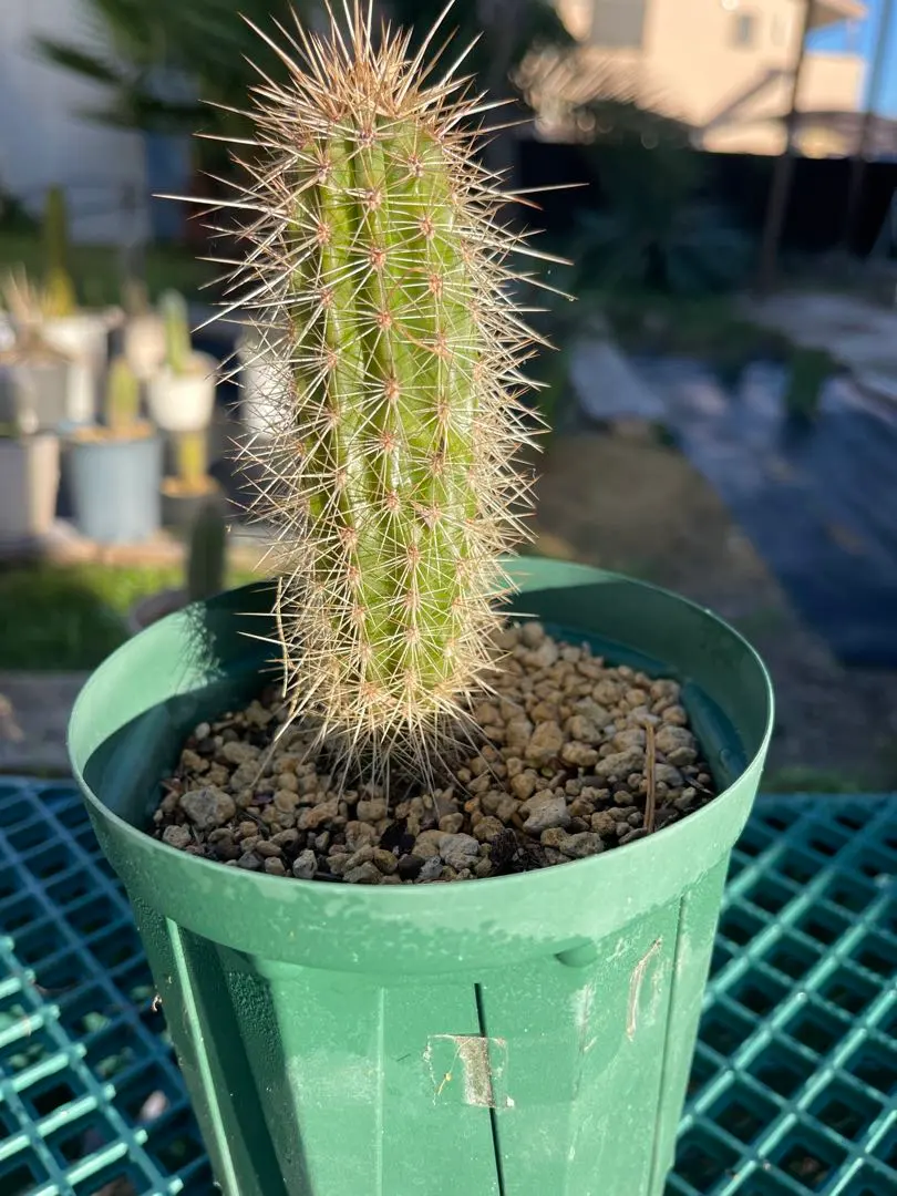 武倫柱　ブリンチュウ　10苗 抜き苗 2025年最新】ブリンチュウの人気アイテム - メルカリ