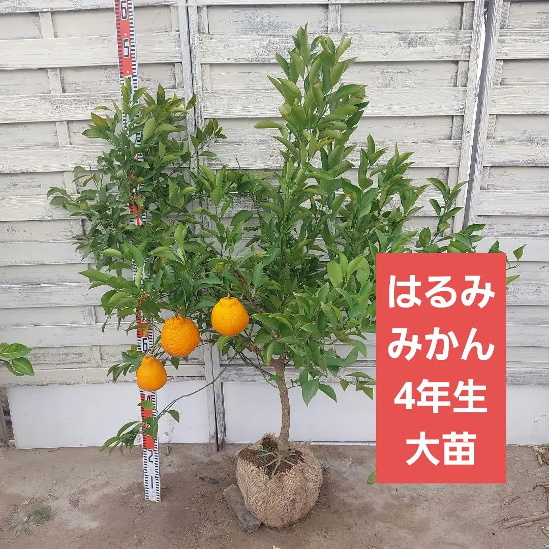 ②津之輝 4年生 大苗 実つき 津之輝 4年生 苗木 実つき！ 登録品種