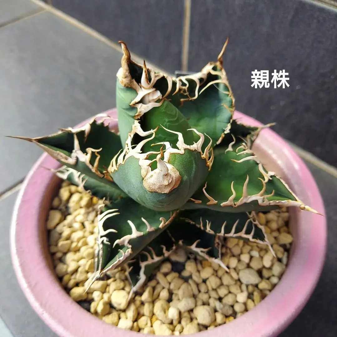 2025年最新】スーパーチタノタ カクタスグリーンの人気アイテム