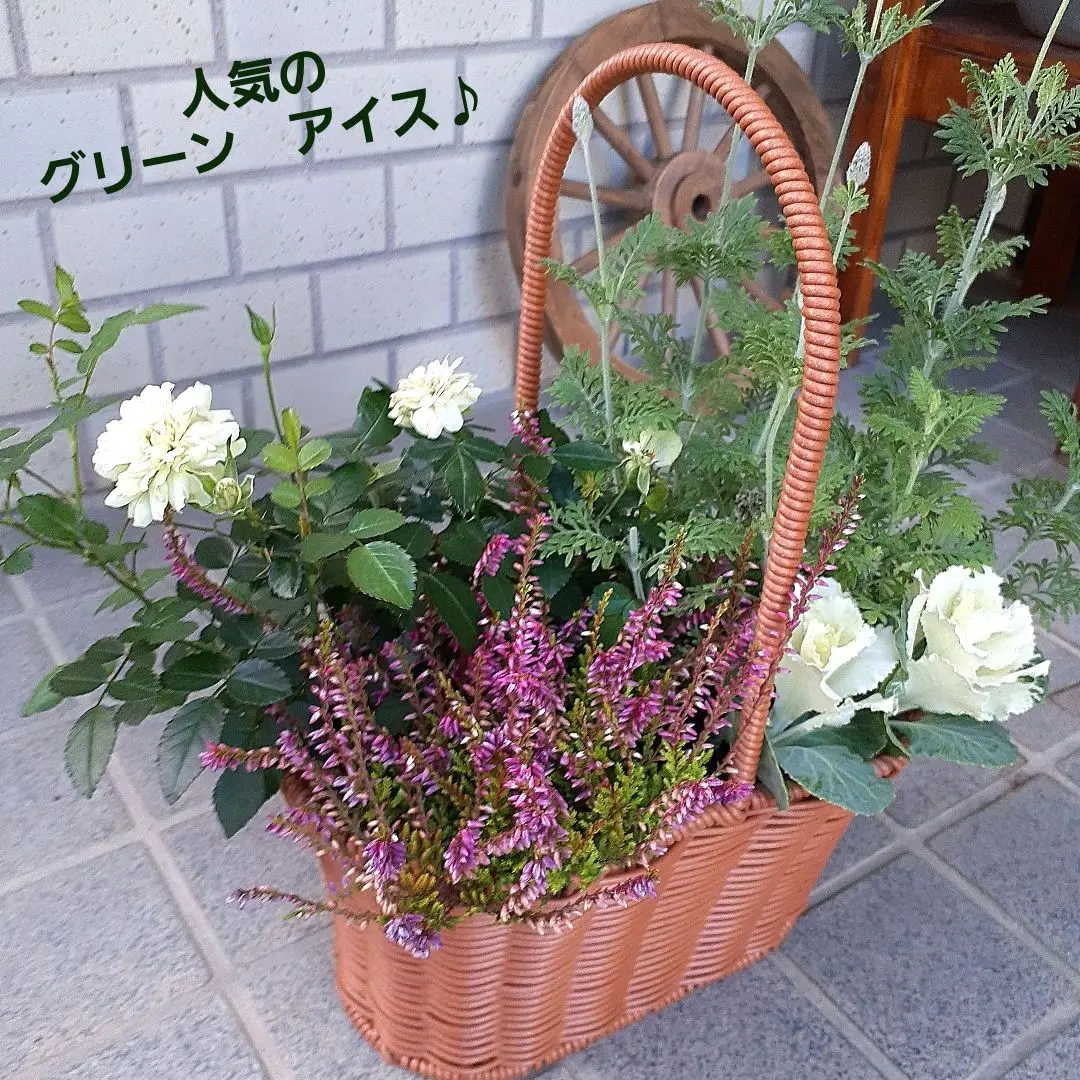 ちい　ラブリーローズ 鉢ごと そのまま メルカリ便 ラブラリーフェイラー ちいかわ 刺繍トートバッグ（ハチワレ