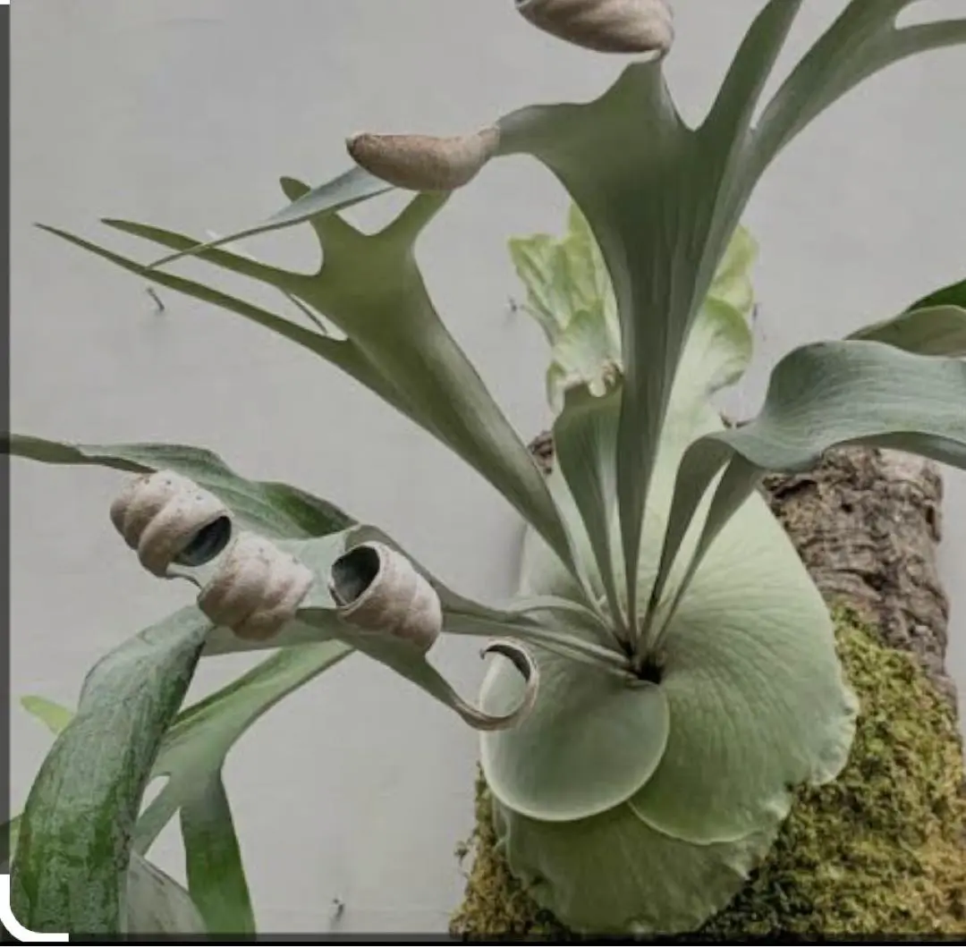 Snow ape スノウエイプ　ビカクシダ　バンダカプランツ P. 'Snow Ape' ビカクシダ 'スノーエイプ' | vandaka plants