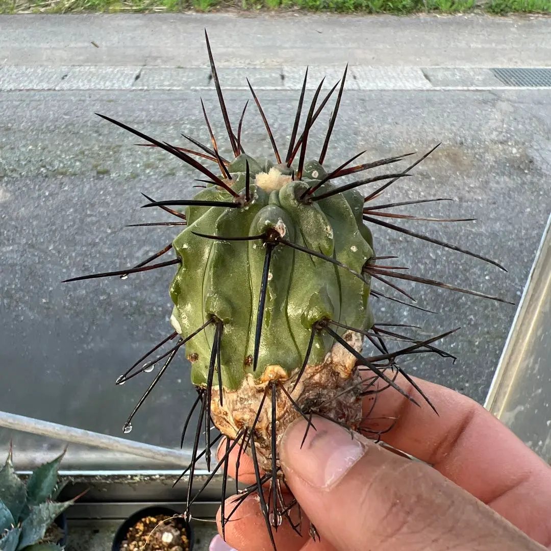EMP コピアポア 黒士冠 実生 / CT32 Copiapoa cinerea v. dealbata【コピアポア・黒士冠・実生