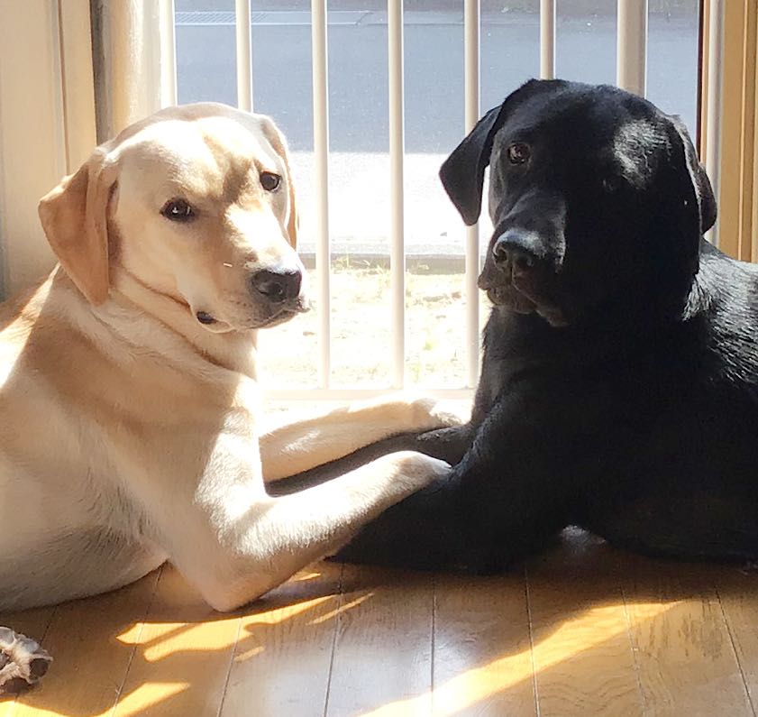 蘭亭序 掛け軸 扇 セット